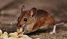 24 Hour & Emergency Exterminators in A M F Greensboro, NC